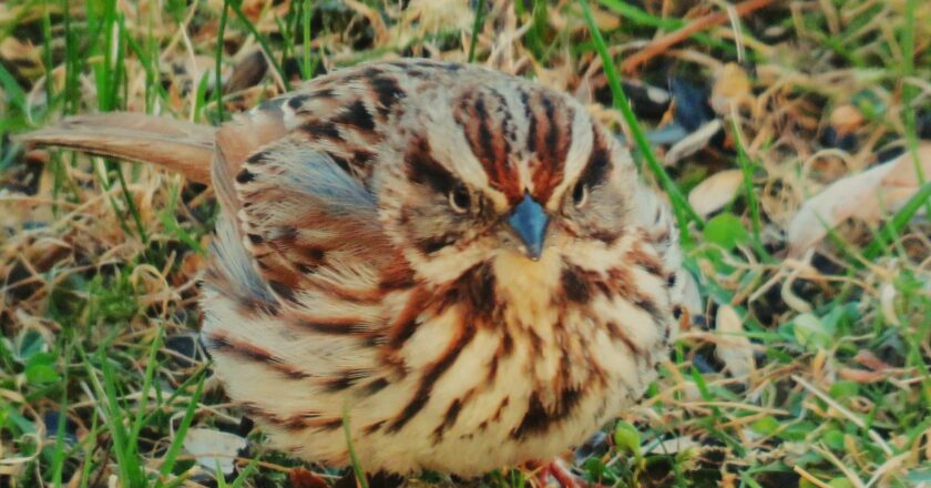 Red Head Sparrow Bird  : The Majestic Beauty of a Rare Avian Species